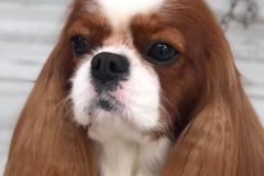 cavalier-2